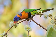 Red-collared Lorikeet